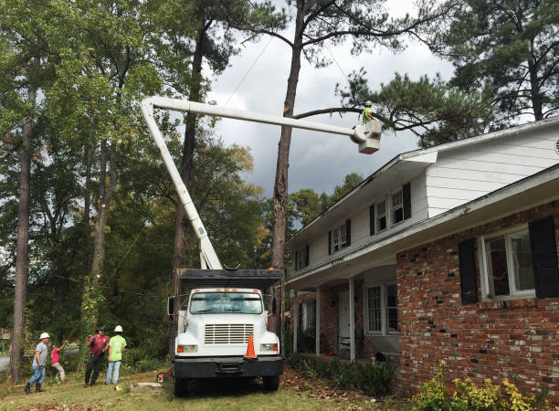 How Our Tree Care Process Works  in  Sullivan City, TX